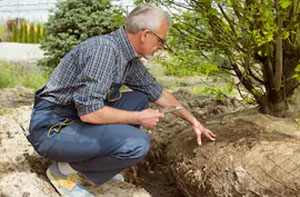 Tree Transplanting Aldershot (01252)