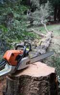 Tree Removal Cumbernauld