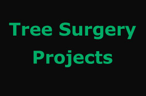 Coventry Tree Surgery Projects