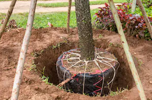 Tree Transplanting Stowmarket (01449)