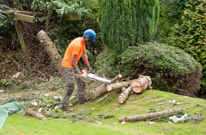 Tree Surgeon Chichester