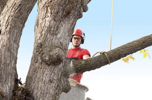 Professional Tree Surgeons Middlewich Cheshire