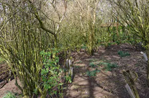 Woodland Clearance Urmston (M41)