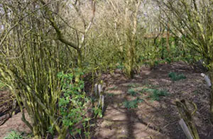 Woodland Clearance Stapleford (NG9)